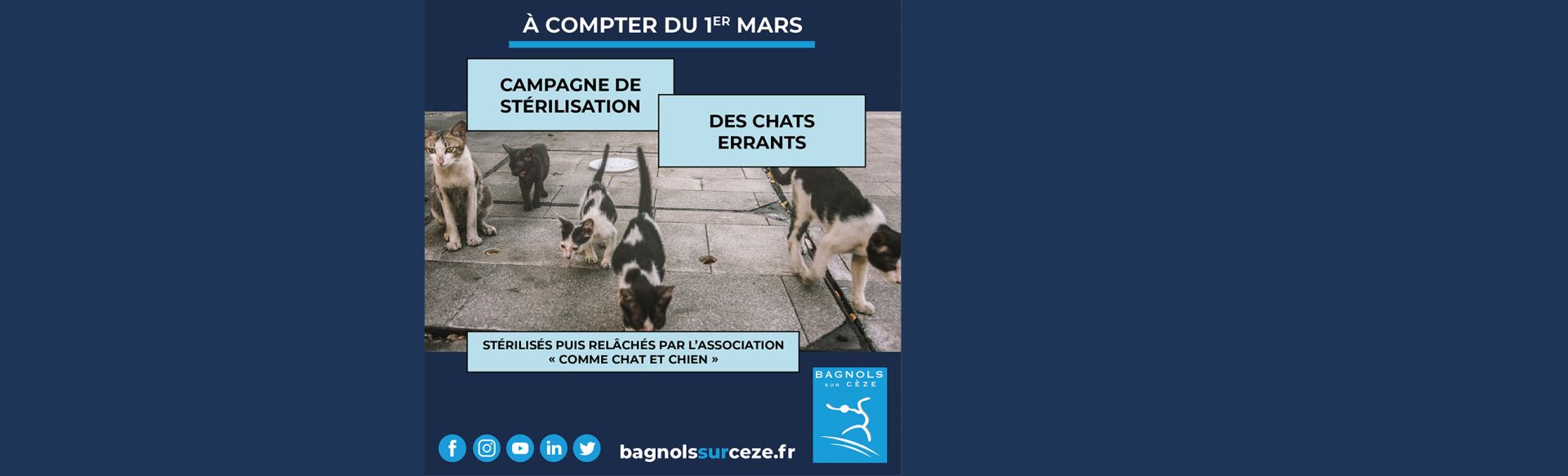 Bagnols-sur-Cèze réitère sa campagne de stérilisation des chats errants